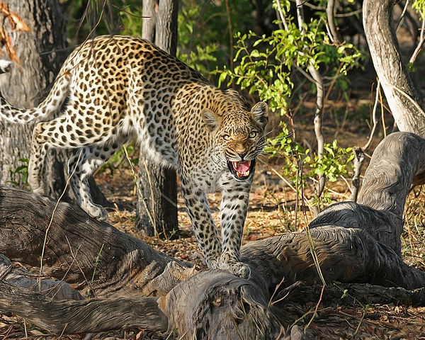 tadoba