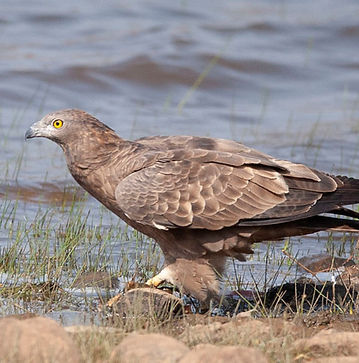 bird