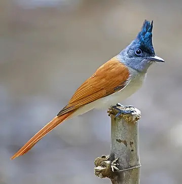 Tadoba-Bird.webp