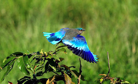 bird