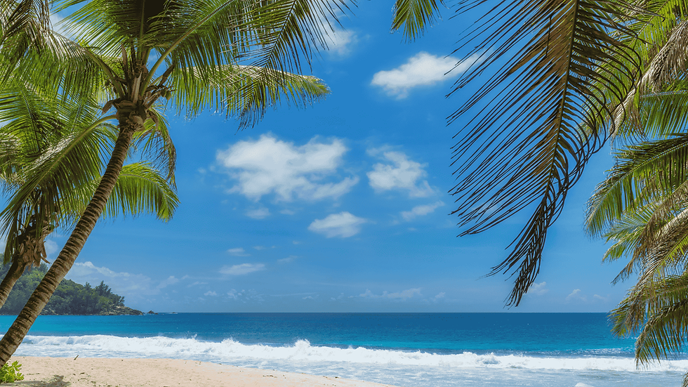 beach and palm trees (1).png
