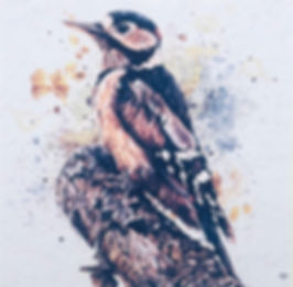 Birds Collection 2- Spotted Woodpecker