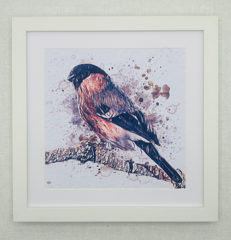 Thumbnail: Birds Collection 3- Bullfinch