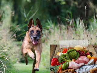 NUTRIZIONE ANTI-AGING NEL CANE E NEL GATTO