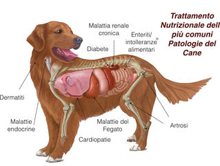 IL VETERINARIO NUTRIZIONISTA: UNA FIGURA ORMAI IRRINUNCIABILE