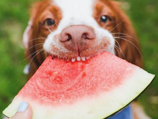 La FRUTTA ESTIVA: un perfetto fuori pasto per i nostri cani