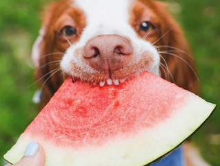 La FRUTTA ESTIVA: un perfetto fuori pasto per i nostri cani