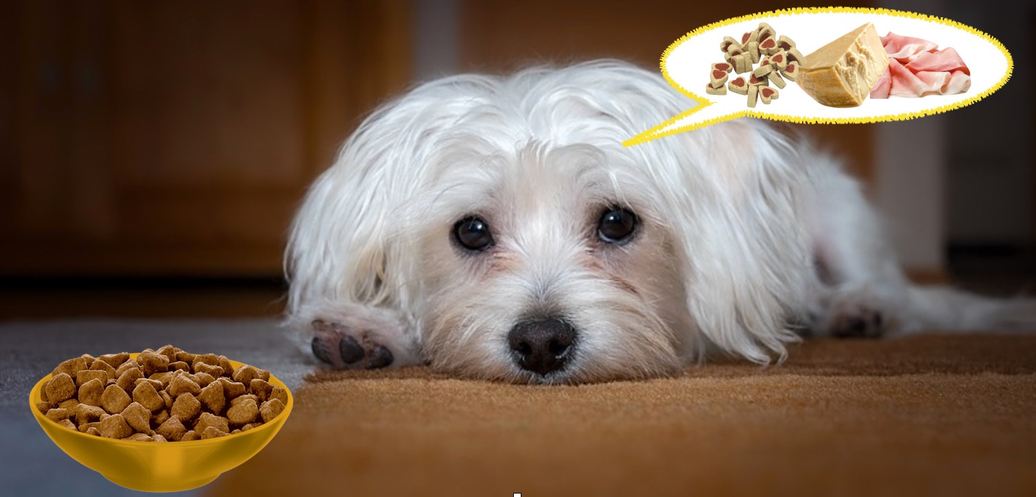 Rifiuto del cibo cosa fare quando il cane non mangia? 5 semplici e ut