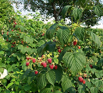 2015-8-27-framboise.jpg