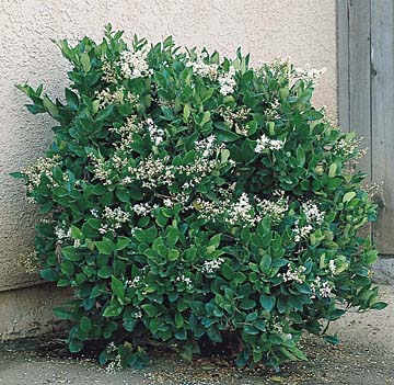 Ligustrum