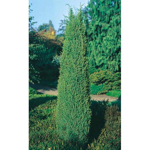 Irish Juniper