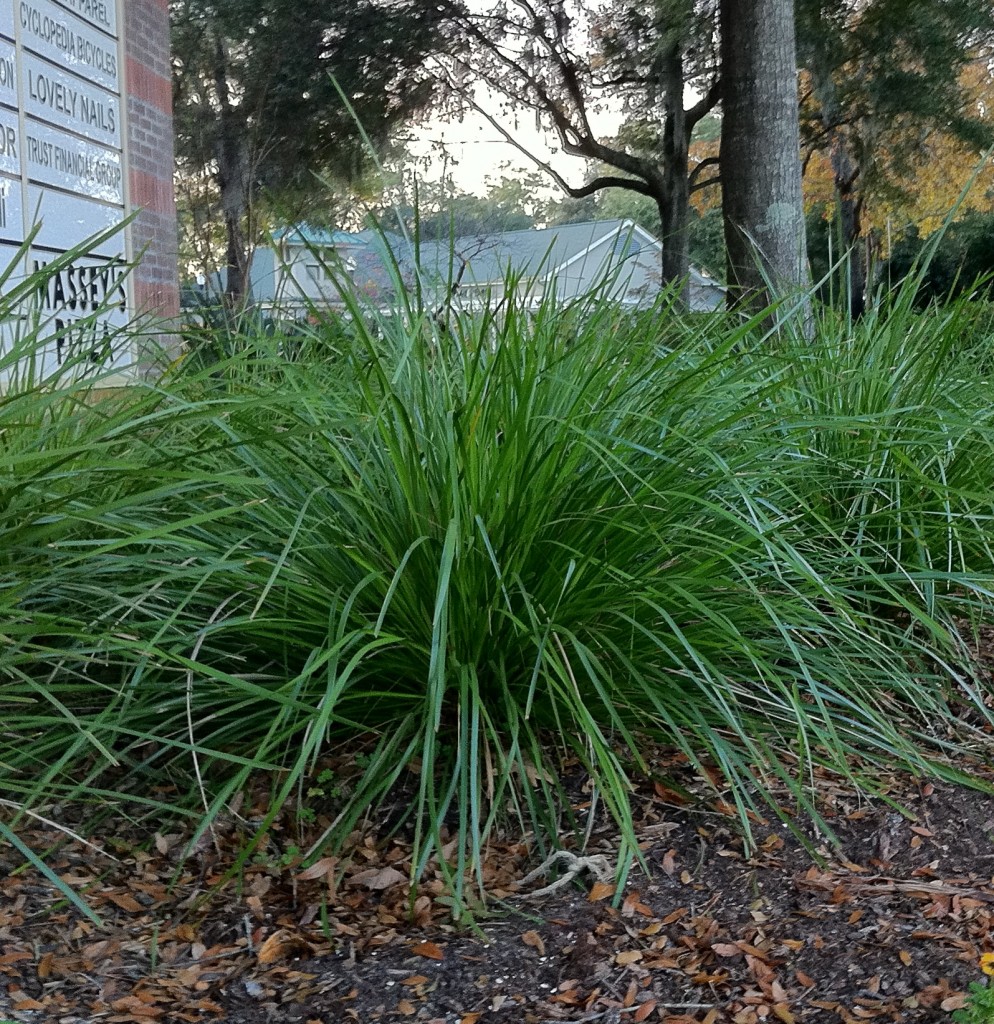 Lamandra Breeze Grass