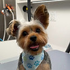 Local dog grooming