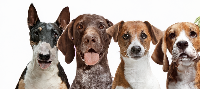 Screenshot 2025-03-15 at 12.30.47 PM.png