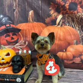Ann's dog grooming in Missouri