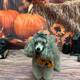 Ann's dog grooming in Missouri