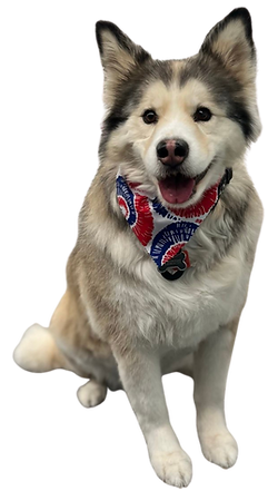 Well groomed dog