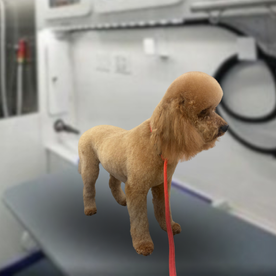 Jacqueline's dog grooming in Texas