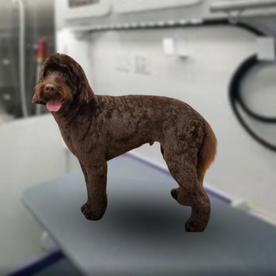 Jacqueline's dog grooming in Texas
