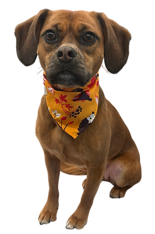 Mobile dog grooming