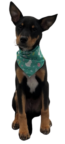 Well groomed dog wearing necktie