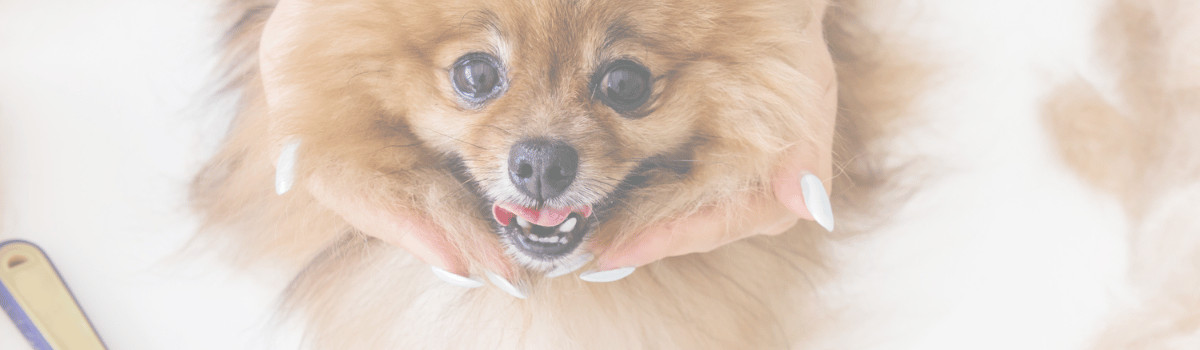 doggy hero_edited.jpg