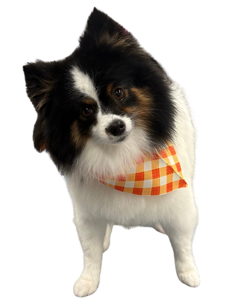 Untitled design-42.png