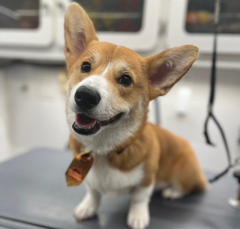 pet looking at something