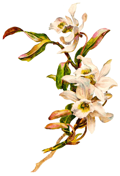 pngwing.com (1).png