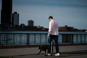 Black lab dog headshot Windsor Ontario