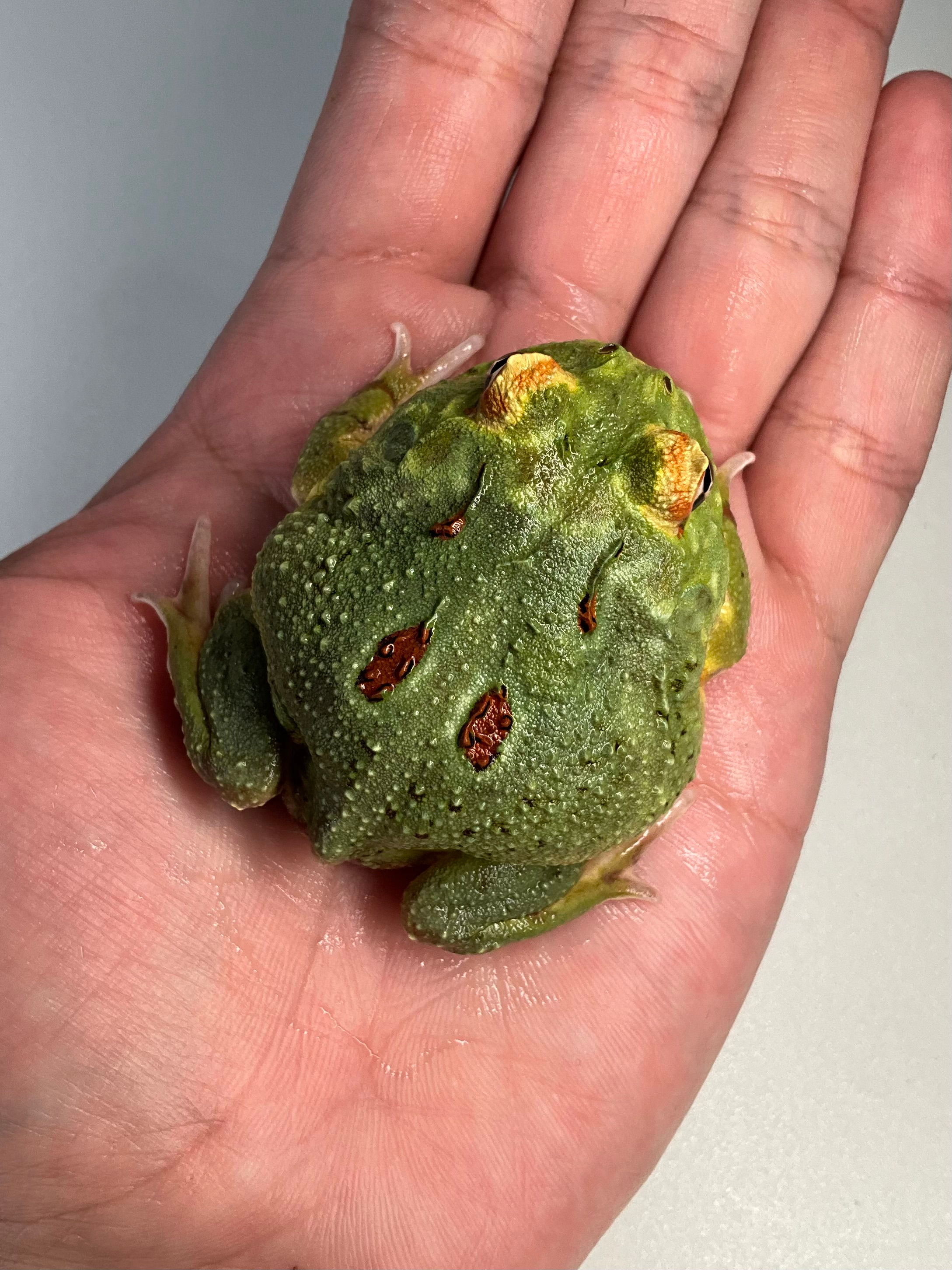 Pacman Green 4 Spots