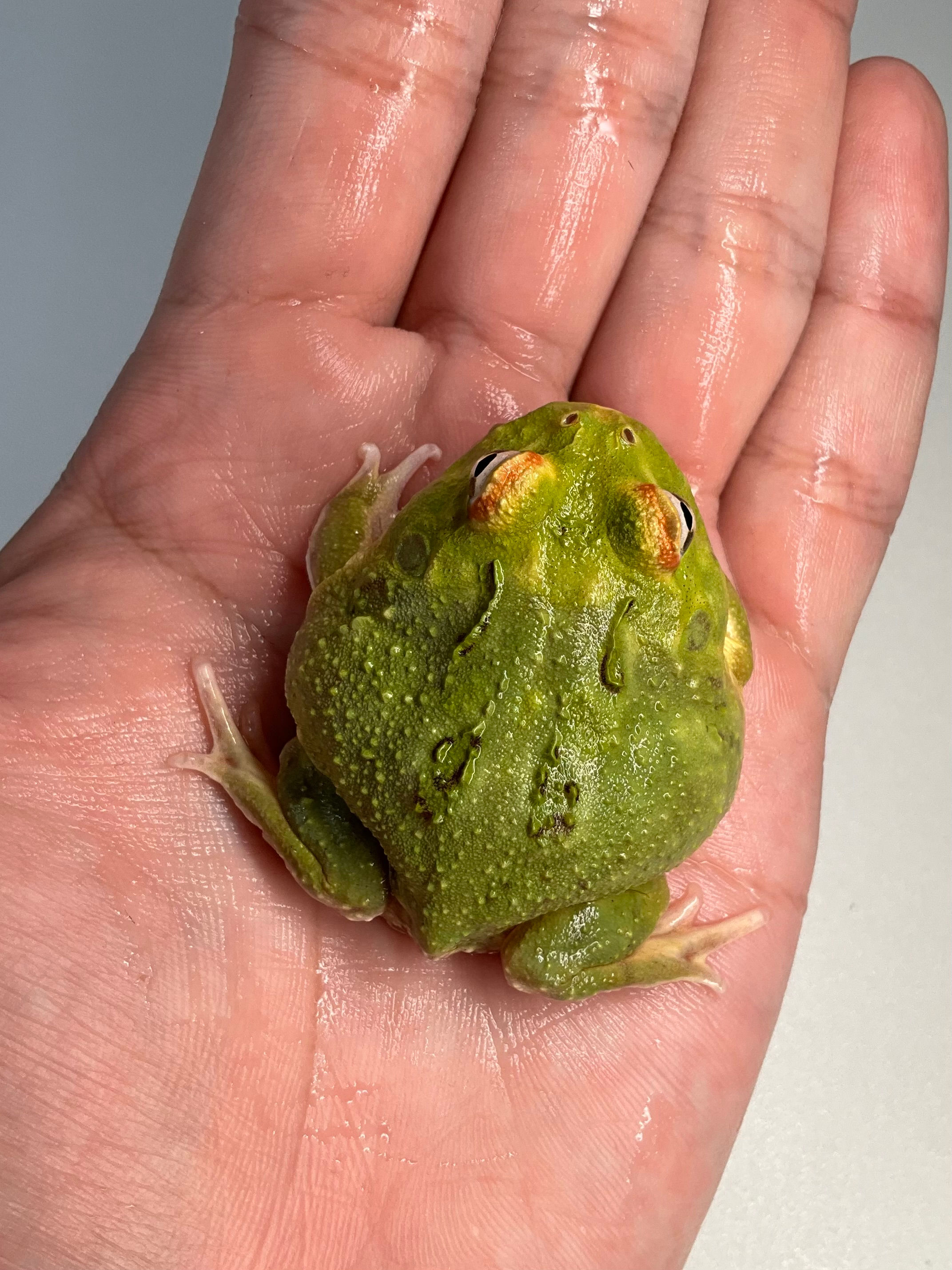 Pacman Green Patternless