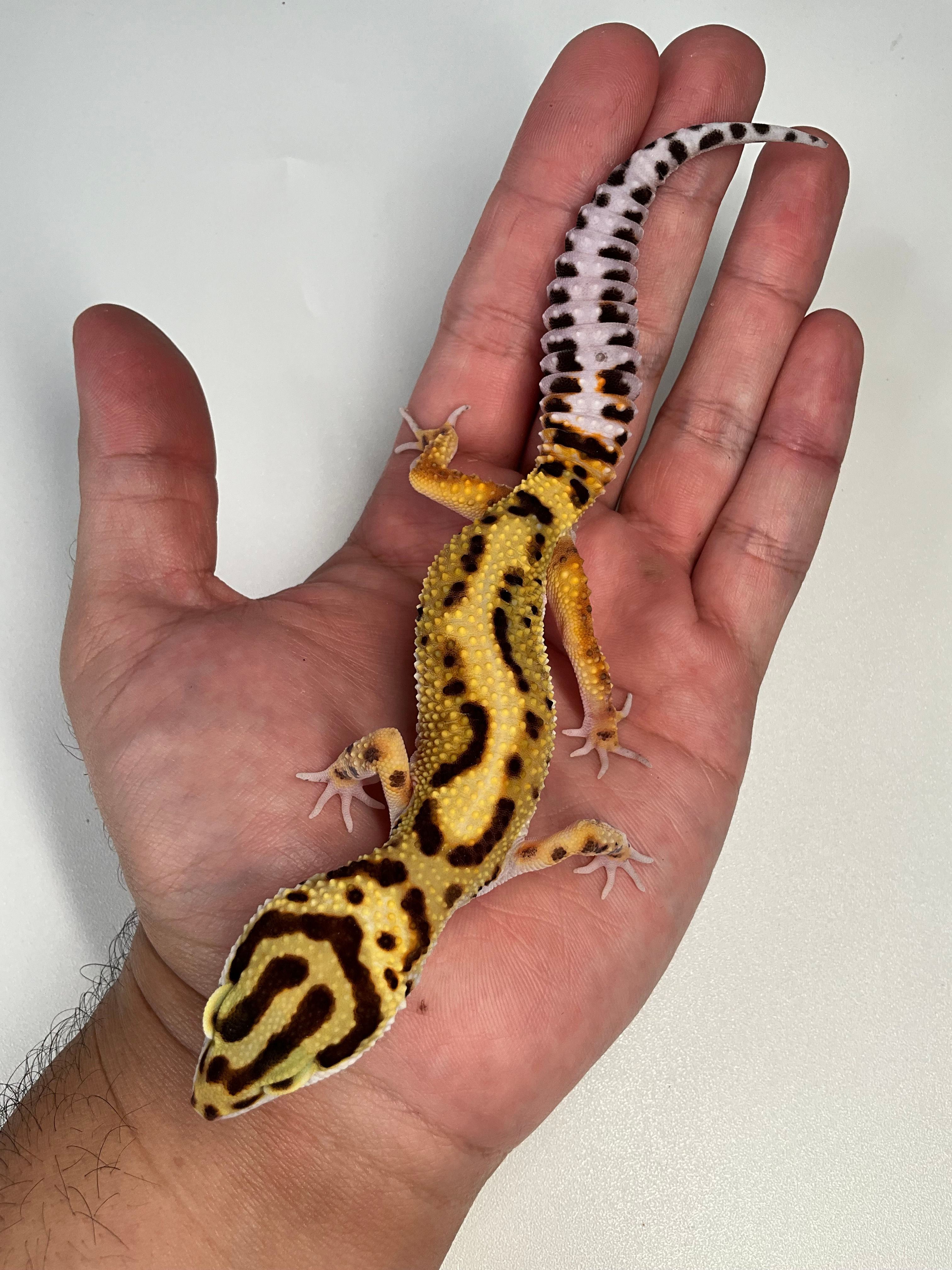 Bold Stripe h Tremper
