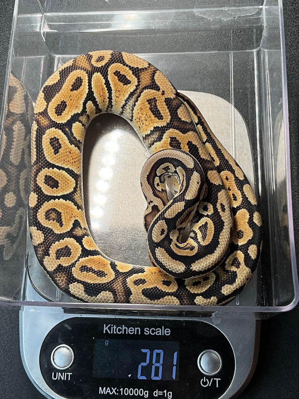 Thumbnail: M Pastel (Yellowbelly)