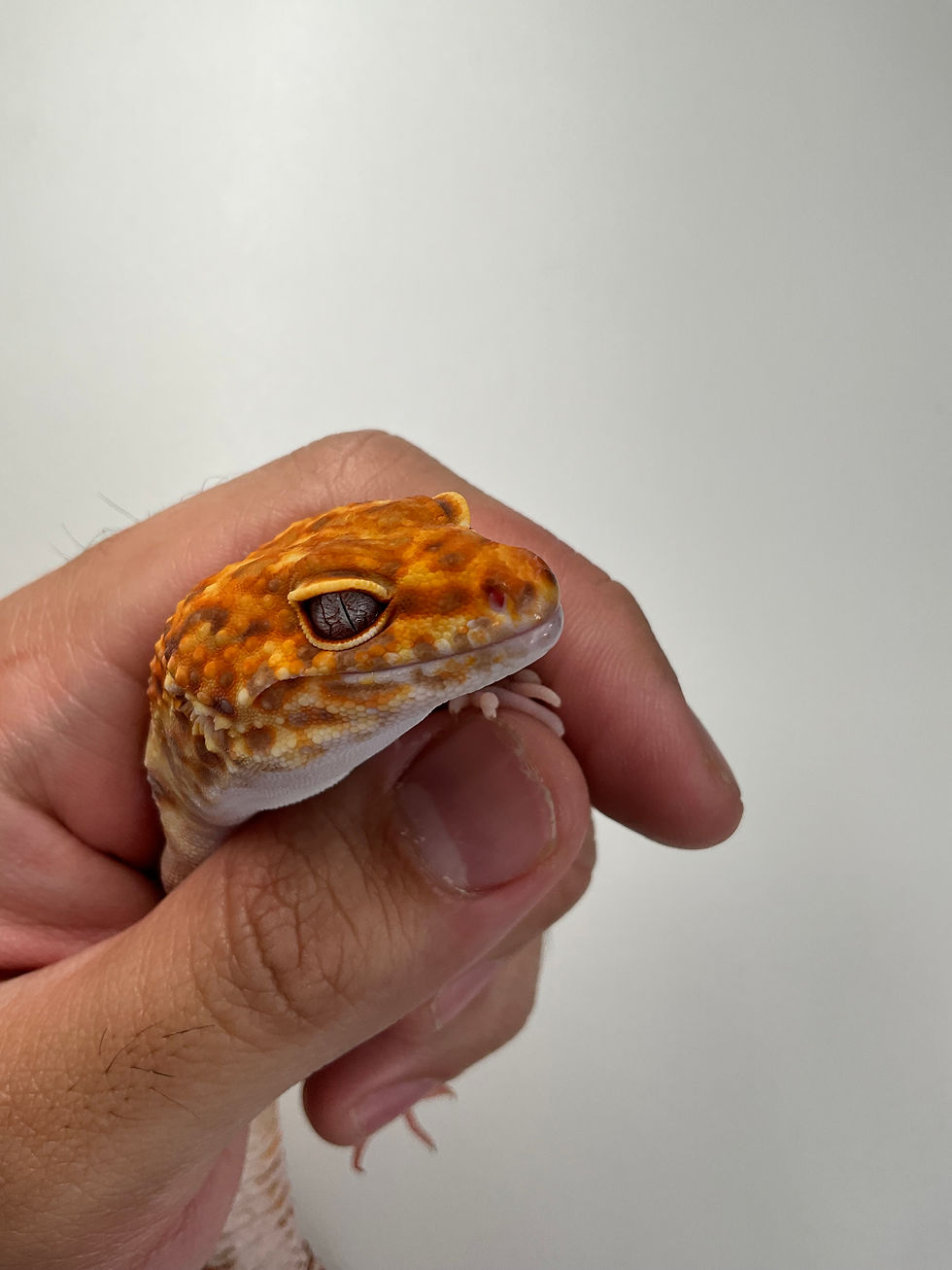Thumbnail: Tangerine Tremper