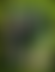 NEW ISSUES FEB-APRIL OF BROKEN RAZOR DOLLS!!!!