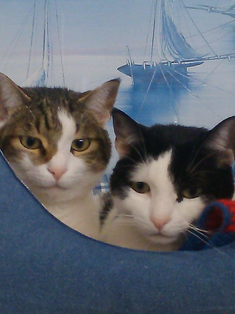 Cloe et Fiera nos chatons_1536x2048.jpg