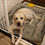 Thumbnail: [Ultra-Soft | Plush] Ultra-Soft, Extra-Large Plush Dog Sofa Bed