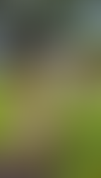 Janeiro Branco: cuidar da saúde mental também é um compromisso com os pets