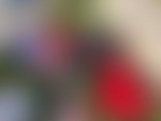 Escolas de Gramado recebem doação e plantio de mudas nativas em ação de educação ambiental