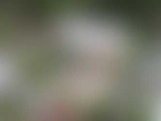 Prefeitura de Canela anuncia intenção de aquisição de área central para construção de escola-modelo