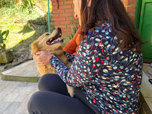 Ted Caramelo: o “cão propaganda” do Cempra de Canela ganha um lar