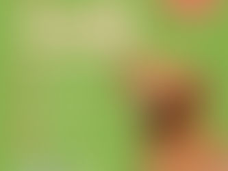 Ações ambientais da Feira Canela + Verde serão destaque neste sábado