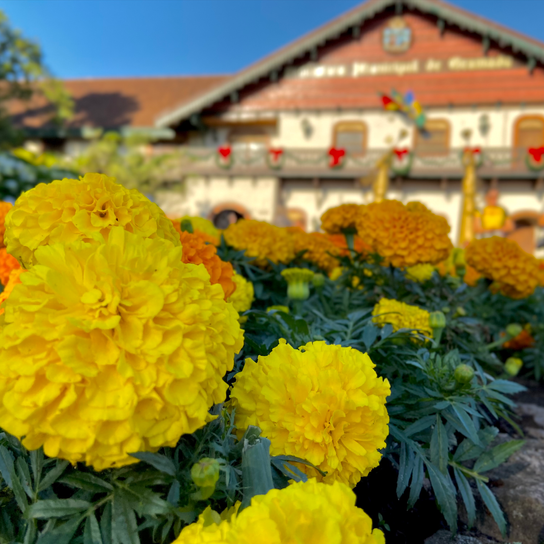 Projeto “Jardins de Gramado” vai incentivar a preservação e o paisagismo no município