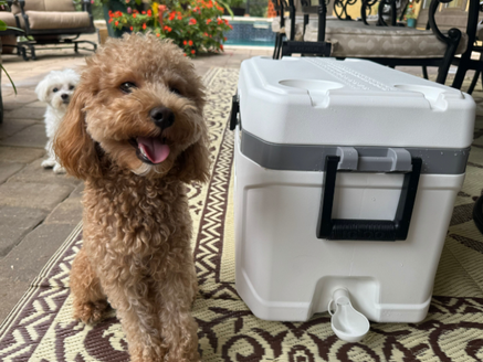 Dog next to a Kooler Dawg accessory.