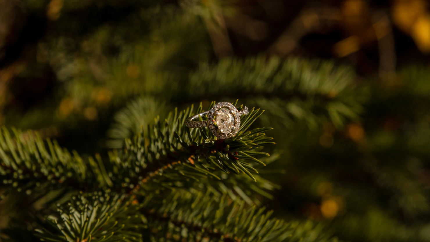 detail shot of engagement ring on pine tree branch