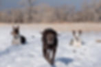 Dogs.jpeg