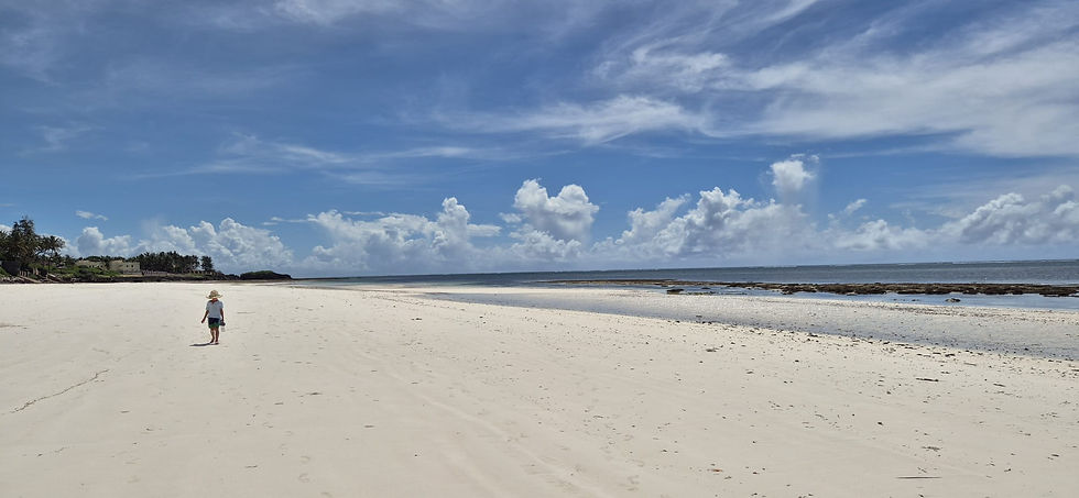 Monkeys, Ocean Clean-Ups, and a Long Walk Home