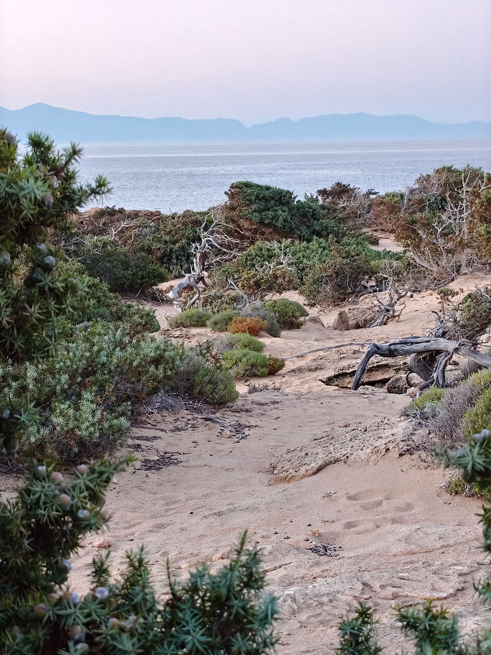 gavdos juniper trees