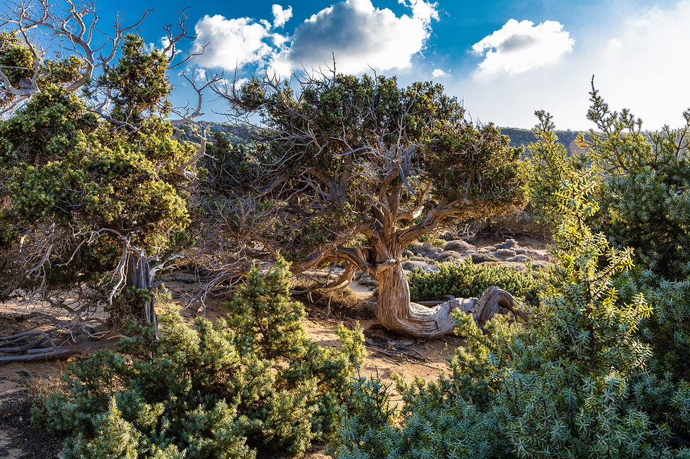 Thumbnail: Gavdos Canvas Print - "Silent Trees"